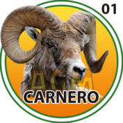 2025-05-14 16:00 1 Carnero
