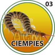 2025-07-02 19:00 3 Ciempiés